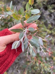 Eucalyptus pauciflora