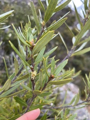Orites diversifolius
