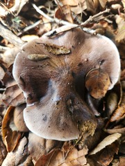 Cortinarius ohlone