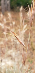 Andropogon capillipes