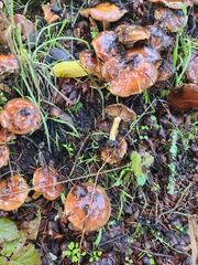 Pholiota velaglutinosa