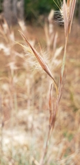 Andropogon capillipes