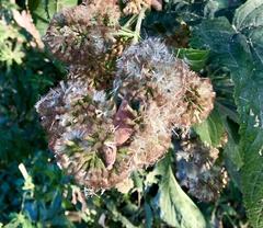 Critonia quadrangularis