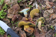 Xerocomellus dryophilus