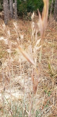 Andropogon capillipes