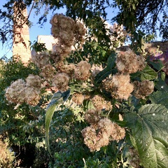 Critonia quadrangularis