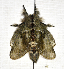 Euglyphis submarginalis