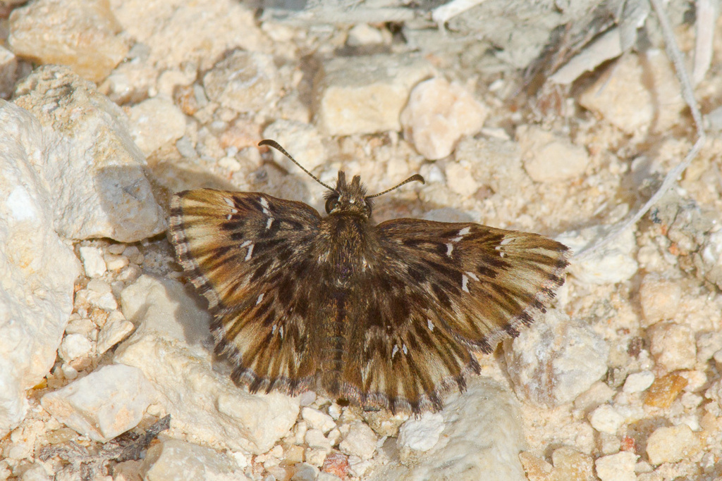 Celotes spurcus
