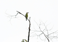 Psilopogon chrysopogon
