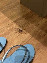 Guasuctenus longipes