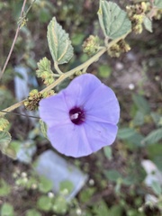 Ipomoea ternifolia ternifolia
