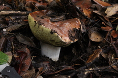 Boletus regineus