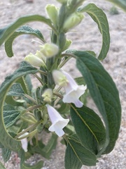 Sesamum indicum
