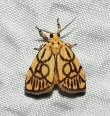 Miltochrista synestramena