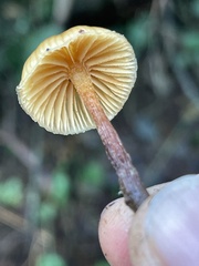 Galerina badipes