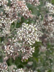 Salpianthus arenarius