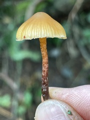 Galerina badipes
