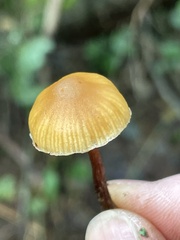 Galerina badipes