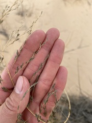 Eragrostis curvula