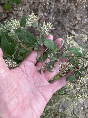 Salpianthus arenarius