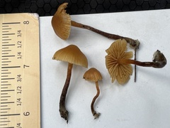 Galerina badipes
