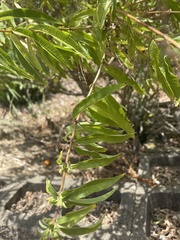 Aloysia citrodora