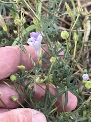 Ipomoea ternifolia ternifolia