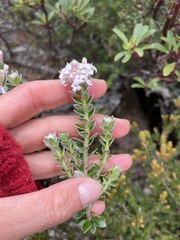 Pimelea nivea
