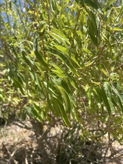 Aloysia citrodora