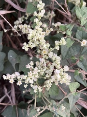 Antigonon flavescens