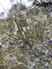 Hakea microcarpa