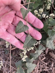 Antigonon flavescens