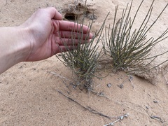 Ephedra