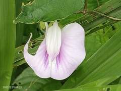 Centrosema pubescens