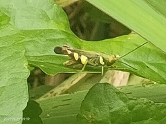 Apalacris varicornis