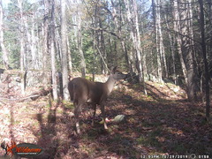 Odocoileus virginianus
