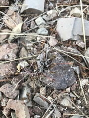 Phyllanthus polygonoides