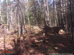 Odocoileus virginianus