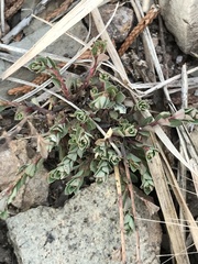 Phyllanthus polygonoides