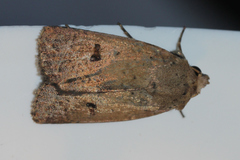 Proteuxoa hypochalchis