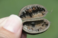 Trichapion rostrum