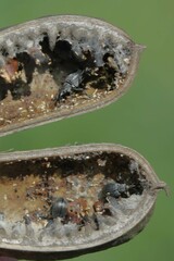 Trichapion rostrum
