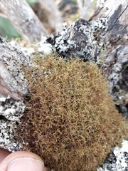 Cladia gorgonea