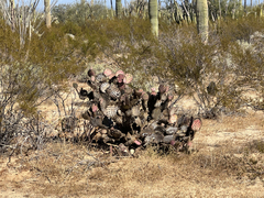 Opuntia chlorotica