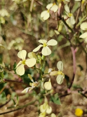 Raphanus raphanistrum