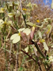 Raphanus raphanistrum