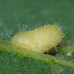 Celticecis pyriformis