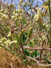 Raphanus raphanistrum