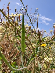 Raphanus raphanistrum