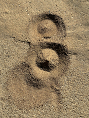 Acromyrmex versicolor